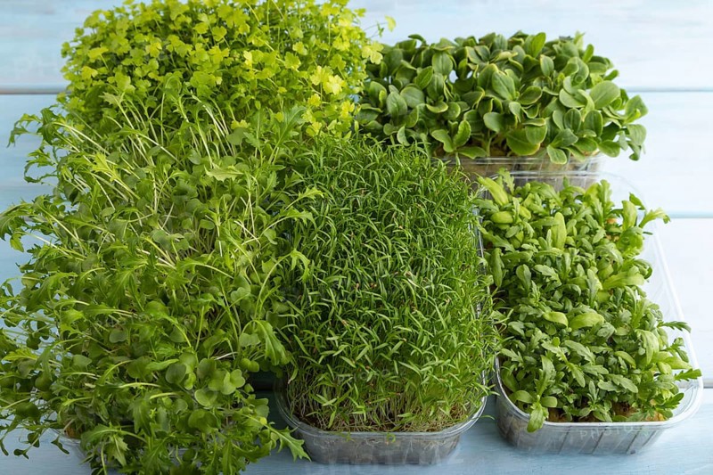 Set of boxes with microgreen sprouts of spinach, carrot, chrysanthemum, borage, mizuna cabbage on blue wooden background. Side view, copy space