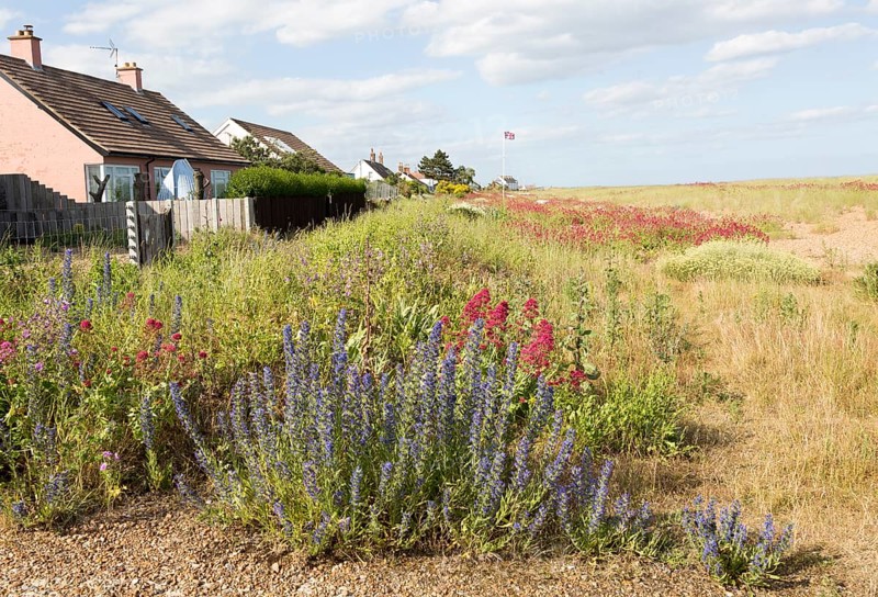 Valerian, Valeriana officinalis, and Viper's bugloss, echium vulgare, flowering at Shingle Street, Hollesley, Suffolk, England, UK