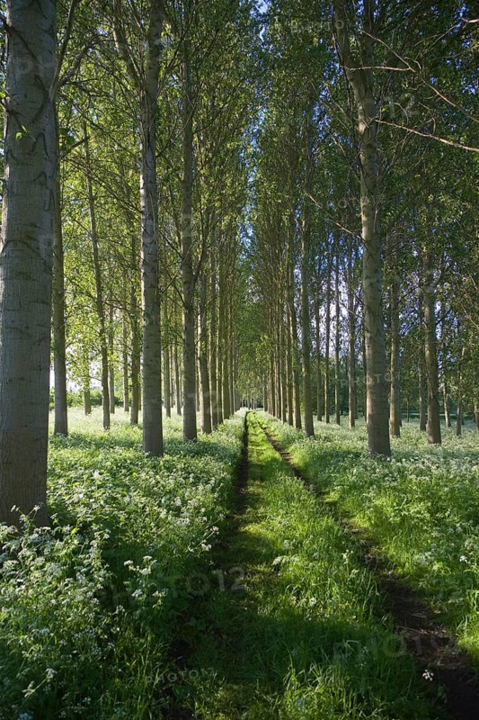 Common or Quaking Aspen trees (Populus) tremula, in a small plantation near Bures, Suffolk, England, United Kingdom, Europe