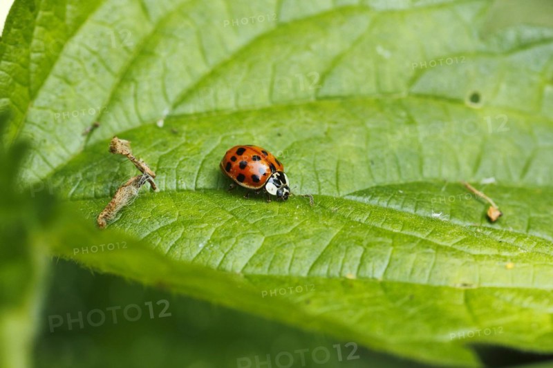 Asian lady beetle (Harmonia axyridis), multicoloured or harlequin ladybird on leaf, North Rhine-Westphalia, Germany, Europe