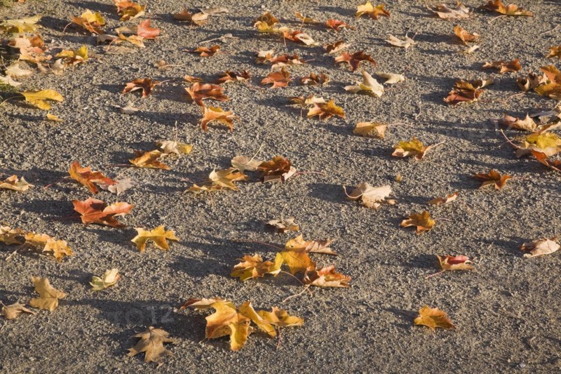 Close-up of fallen yellow and brown Acer, Maple tree leaves on light brown colored ground in early morning light in autumn, Quebec, Canada, North America