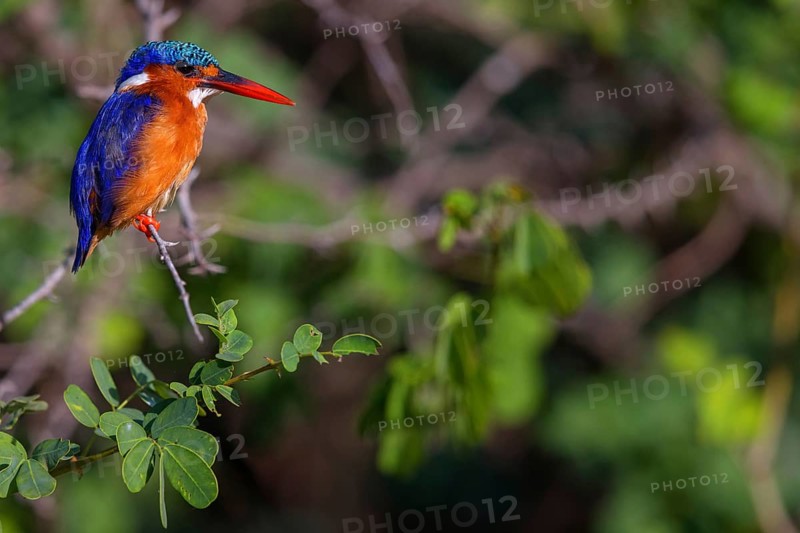 Crested Kingfisher, Corythohrnis cristatus, (Alcedo cristata), Kingfisher family, Malachite Kingfisher, Janjabureh boat trip, Janjabureh, South Bank, Gambia, Africa