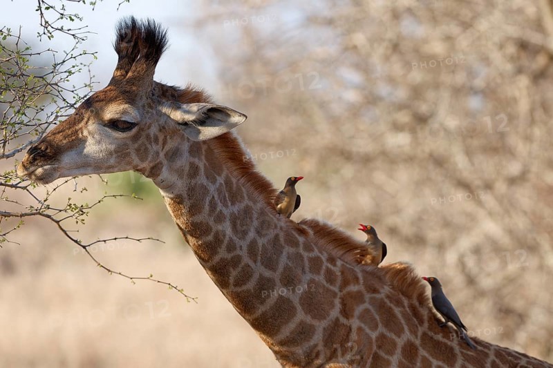 South African giraffe (Giraffa camelopardalis giraffa) with three red-billed oxpeckers (Buphagus erythrorynchus) on its neck, young animal feeding on leaves, head close-up, Kruger National Park, South Africa, Africa