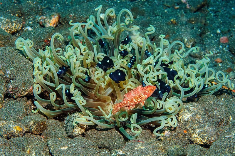 Green corkscrew tentacle sea anemone (Macrodactyla doreensis) Corkscrew anemone containing several specimens juvenile form of threespot dascyllus (Dascyllus trimaculatus) in front of small red perch, Indian Ocean, Mauritius, Africa