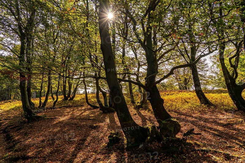Beech trees on the Kahler Asten, highest mountain in North Rhine-Westphalia, near Altastenberg, Winterberg, Sauerland, Germany, Europe