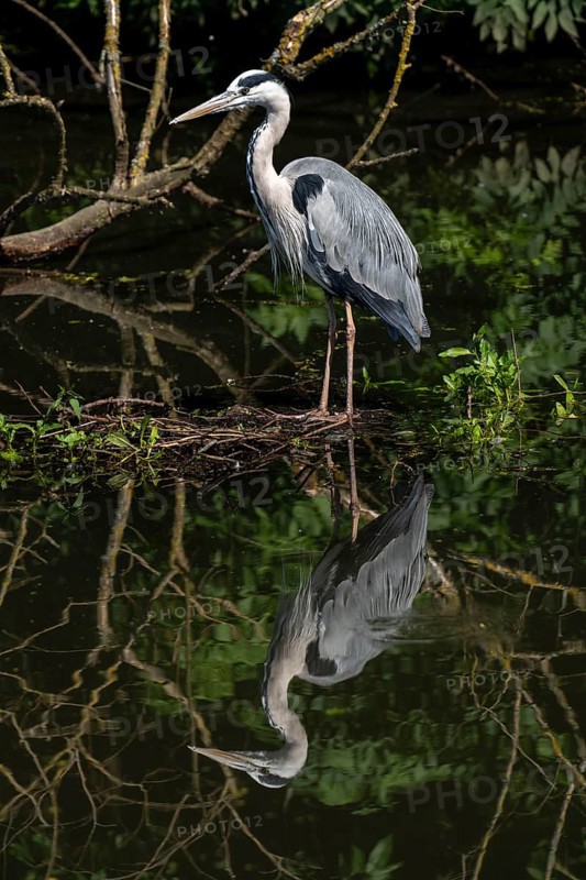 Grey heron in an oxbow lake of the Ruhr, in the Saarn-Mendener Ruhrauen, nature reserve, Mülheim an der Ruhr, North Rhine-Westphalia, Germany, Europe