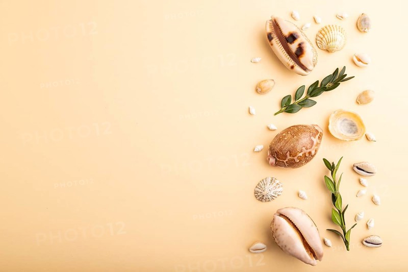 Composition of seashells, green boxwood branch. mockup on orange background. Blank, top view, still life, flat lay, copy space. travel concept