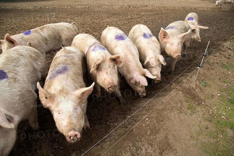 Free range pig farming pork production Shottisham, Suffolk, England, UK