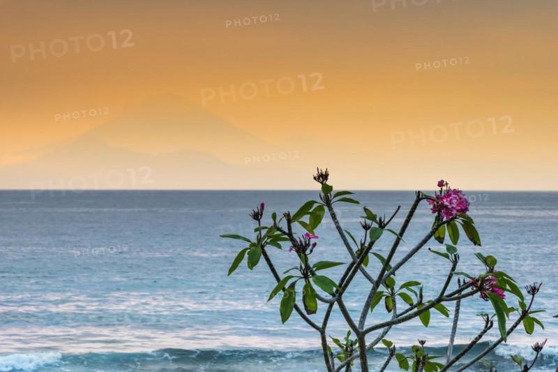 Frangipani (Plumeria) with view from Lombok to Bali, plant, shrub, flora, garden, botany, botanical, blossom, flowering, garden plant, exotic, tropical, tropical plant, flower, wellness, symbol, relaxation, paradisiacal, jasmine, spa, holiday, travel, long-distance travel, tourism, volcano, silhouette, evening mood, evening sky, orange, romantic, holiday feeling, holiday mood, dream holiday, meditation, yoga, calm, emotion, feeling, beautiful, idyllic, sea, ocean, sunset, island, Indonesia, Asia