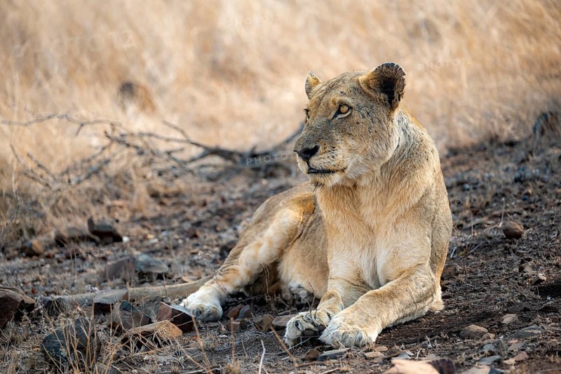 Lion (Panthera leo), adult female, lying down, African savannah, Kruger National Park, South Africa, Africa