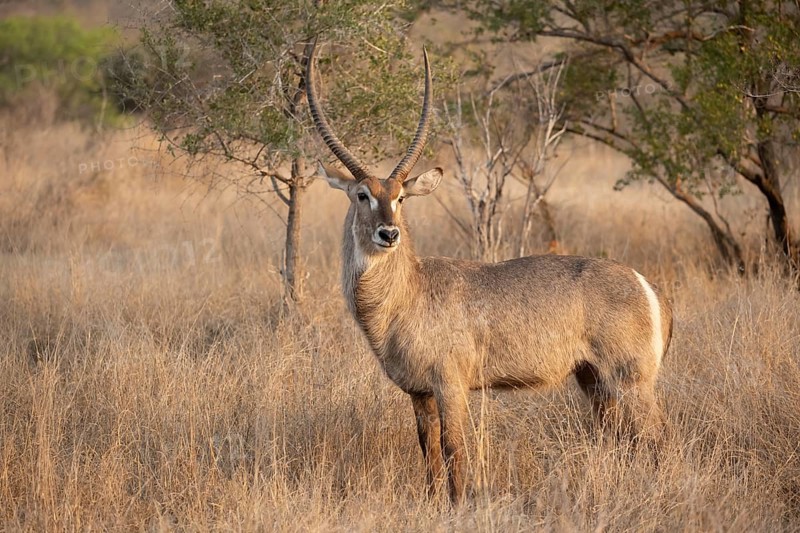 Ellipsen waterbuck (Kobus ellipsiprymnus), adult male in dry grass, Kruger National Park, South Africa, Africa