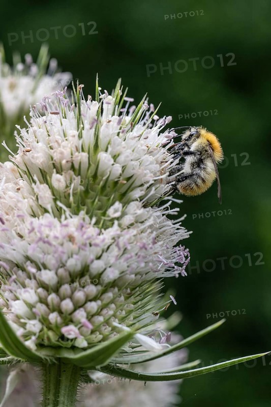 Early bumblebee (Bombus pratorum) on teasel (Dipsacus sylvestris), Emsland, Lower Saxony, Germany, Europe