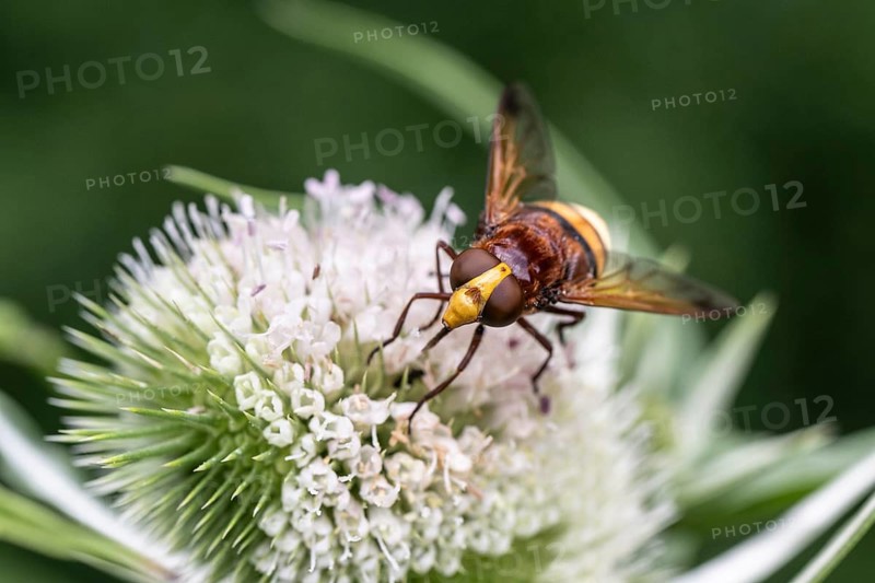 Hornet mimic hoverfly (Volucella zonaria) on teasel (Dipsacus sylvestris), Emsland, Lower Saxony, Germany, Europe
