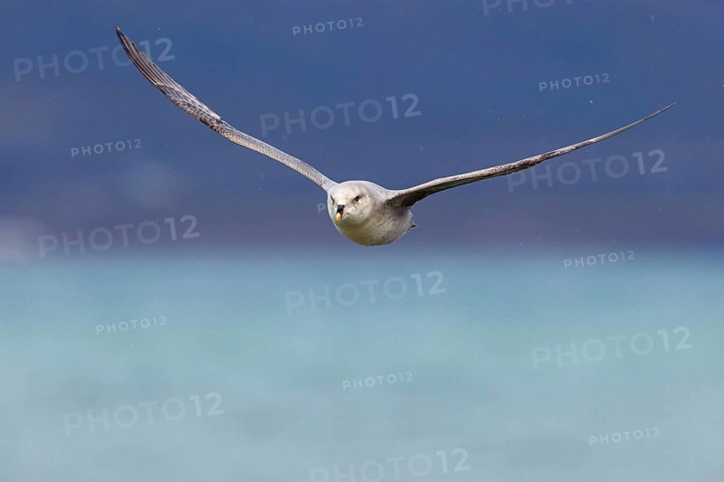 Northern fulmar (Fulmarus glacialis), Spitsbergen, Longyearbyen, Svalbard / Spitsbergen, Norway, Europe