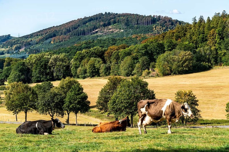 Cattle pasture near the village of Gevelinghausen, dairy cows grazing in a meadow, landscape in Sauerland, Hochsauerlandkreis, North Rhine-Westphalia, Germany, Europe