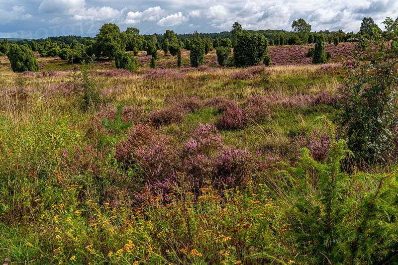 Flowering heath, heather and juniper bushes, near Wilseder Berg, in the Lüneburg Heath nature reserve, Lower Saxony, Germany, Europe