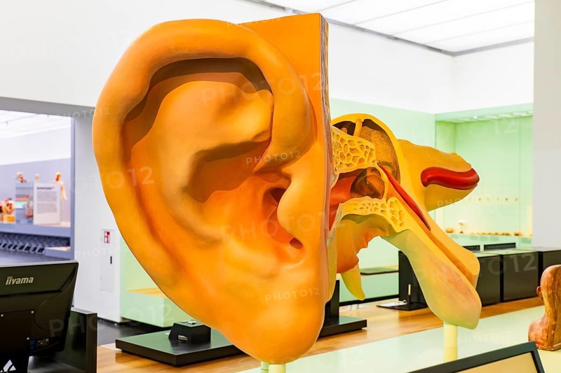 Founded in 1912, the Deutsches Hygiene-Museum is a museum in Dresden. It sees itself as a public forum for science, culture and society. Listening station with ear model