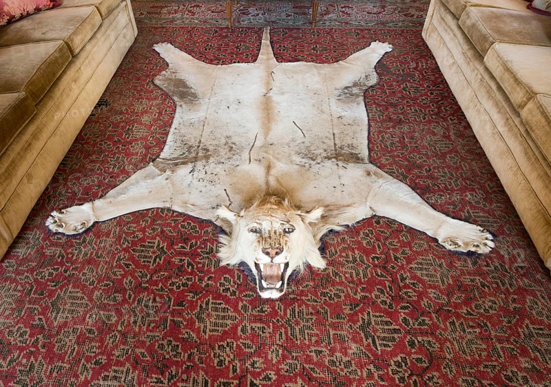 Lion skin big cat rug hunting trophy Library room inside Bowood House and gardens, Calne, Wiltshire, England, UK
