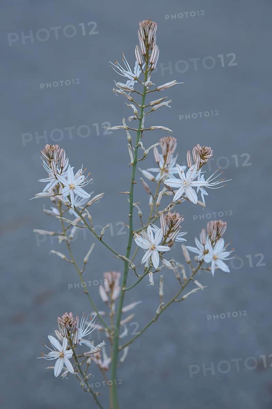 Small-fruited Affodil (Asphodelus aestivus), Affodill, Asphodelaceae, Asparagales, nature photography, Monfragüe, Extremadura, Spain, Europe