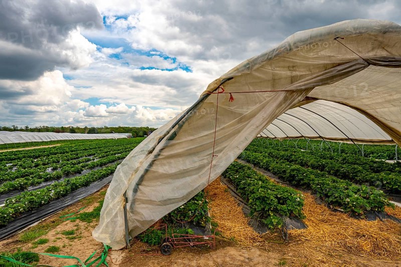 Harvest of strawberries, strawberry cultivation in the open, under a foil tunnel, young strawberry plants growing, in different stages of ripeness, near Dormagen, Rhineland, North Rhine-Westphalia, Germany, Europe