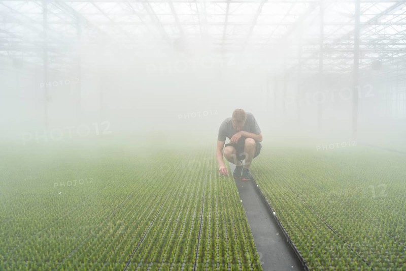 Garden nursery, cuttings, heather, broom heather plants, Calluna vulgaris, in the propagation house, here the plants grow in high humidity to develop their own roots in front of they are repotted to grow into a lavender pot plant, North Rhine-Westphalia, Germany, Europe