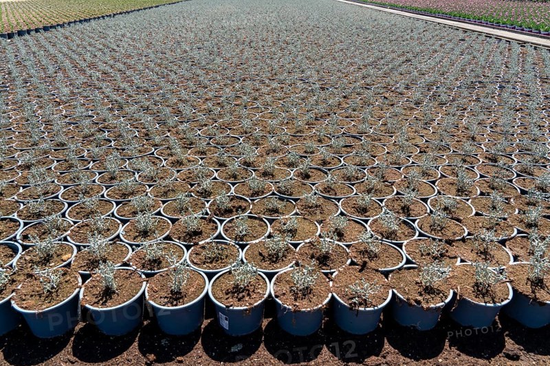 Horticultural business, greenhouse and open-air, various types of potted plants are grown here to be sold in flower shops, supermarkets, DIY stores, garden centres, North Rhine-Westphalia, Germany, Europe