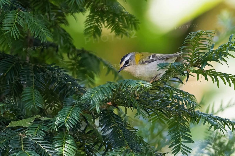 A common firecrest (Regulus ignicapilla) sitting on a branch of a conifer, Hesse, Germany, Europe