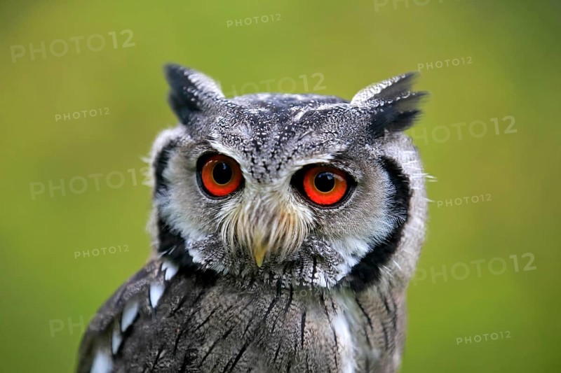 Southern tufted owl (Ptilopsis granti), adult portrait