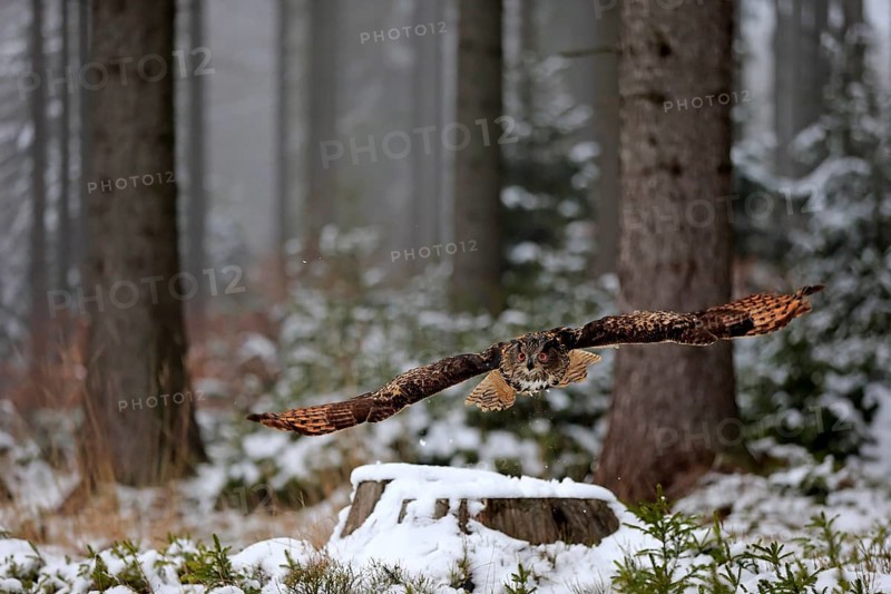 Eurasian Eagle-owl (Bubo bubo), adult flying in winter, in the snow, Zdarske Vrchy, Bohemian-Moravian Highlands, Czech Republic, Europe