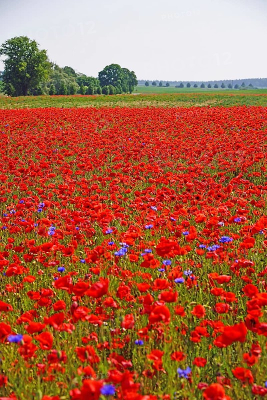 Europe, Germany, Mecklenburg-Western Pomerania, Poppy field near Göhren-Lebbin, Göhren-Lebbin, Mecklenburg-Western Pomerania, Germany, Europe