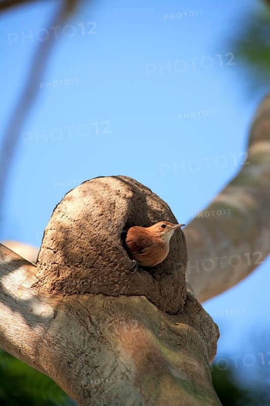 Rusty dotterel (Furnarius rufus), adult, on tree, at nest, Pantanal, Brazil, South America