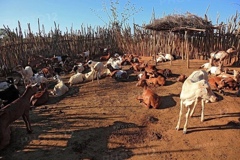 Southern Ethiopia, Omo region, herd of cattle in a wadi, Ethiopia, Africa