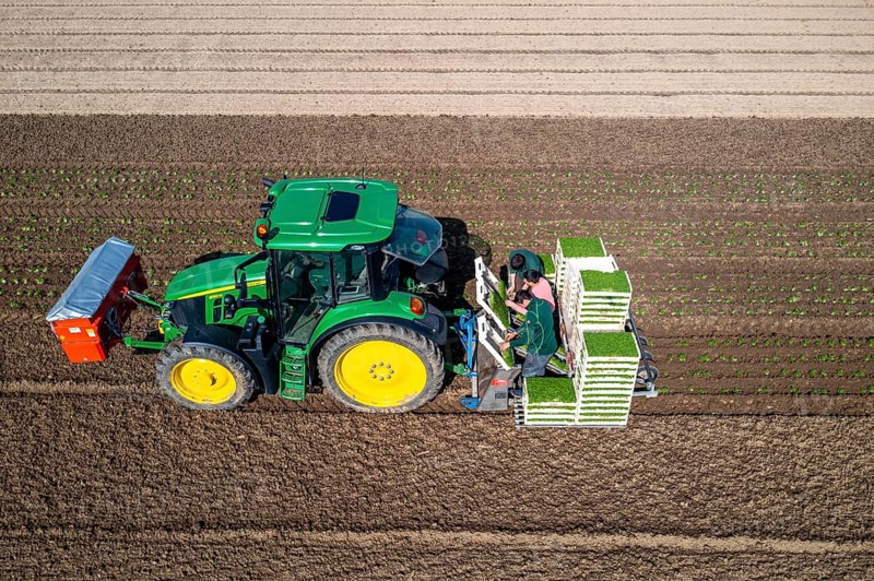 Agriculture, herb gardening, parsley is planted in rows in a field with a planting machine