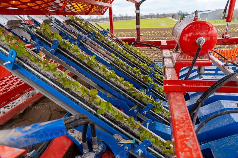 Lettuce plants, in press pots, they are planted in a field with a planting machine, agriculture, spring