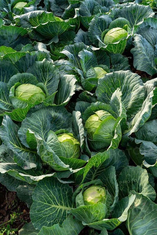 White cabbage field, growing area in the south of Düsseldorf, Volmerswerth district, on the Rhine, North Rhine-Westphalia, Germany, Europe