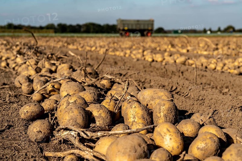 Potato harvest, Melodie variety, so-called split harvesting method, first the tubers are taken out of the ground with a row planter, then, after a short drying phase, collected and loaded with a bunker harvester, North Rhine-Westphalia, Germany, Europe