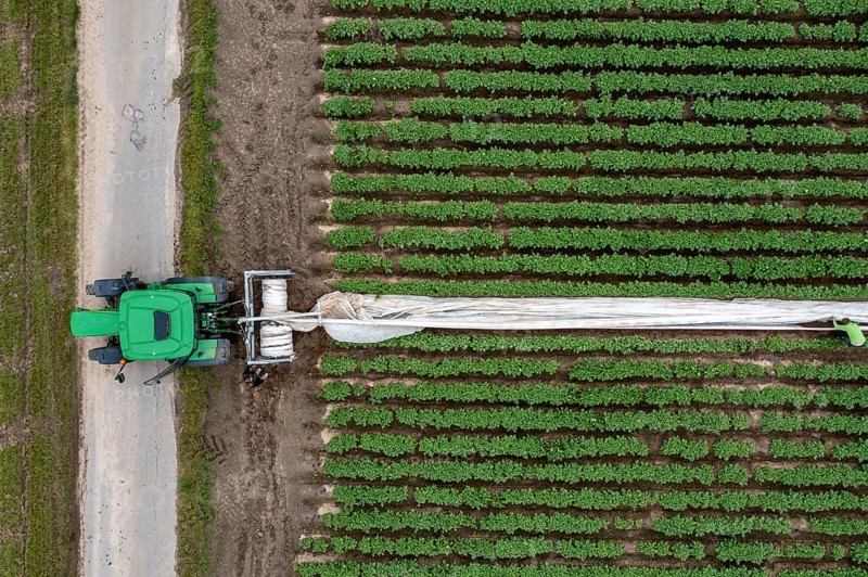 Potato field, fleece cover is removed, rolling up the fleece, the fleece is intended to protect against weather influences, pests, hailstorms in spring and supports growth at low temperatures, here early potatoes, 6 weeks after planting, still a good 3 weeks until harvest, North Rhine-Westphalia, Germany, Europe