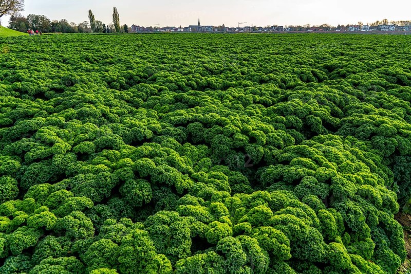 Kale field, growing area in the south of Düsseldorf, Volmerswerth district, on the Rhine, North Rhine-Westphalia, Germany, Europe