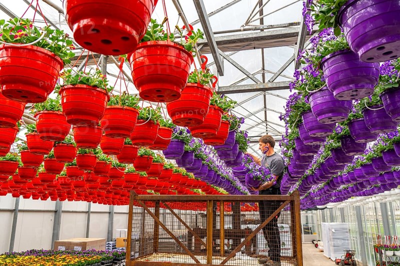 Horticultural business, flower pots, so-called petunia ampel, grow in a greenhouse, under the glass roof, until they have the right growth stage for retail, each pot is watered individually, by drip irrigation, Straelen, North Rhine-Westphalia, Germany, Europe