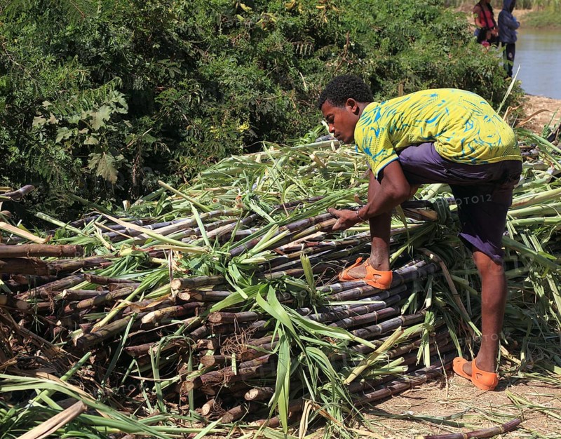 Ahamra region, Young man harvesting sugar cane, Ethiopia, Africa