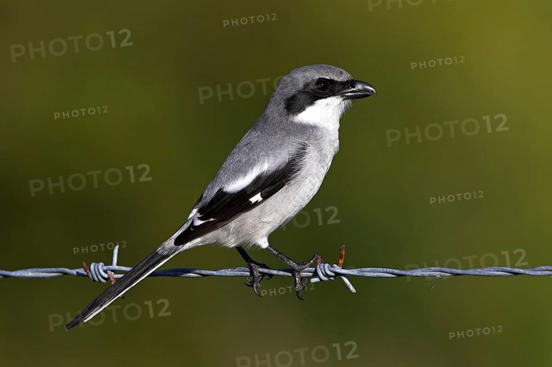 Loggerhead shrike (Lanius ludovicianus), Venice Landfill, Venice, Florida, USA, North America