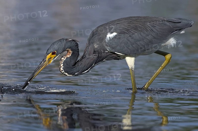 Tricolored heron (Egretta tricolor), foraging, Little Estero Lagoon, Sanibel Island, Florida, USA, North America