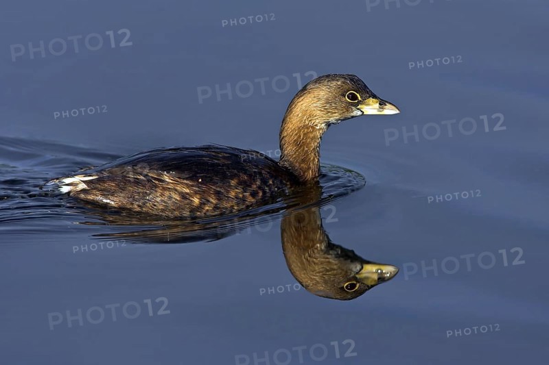 Grebe, family of grebes, (Podilymbus podiceps), swimming, waters, J. N. Ding Darling National Wildlife Refuge, Sanibel Island, Florida, USA, North America