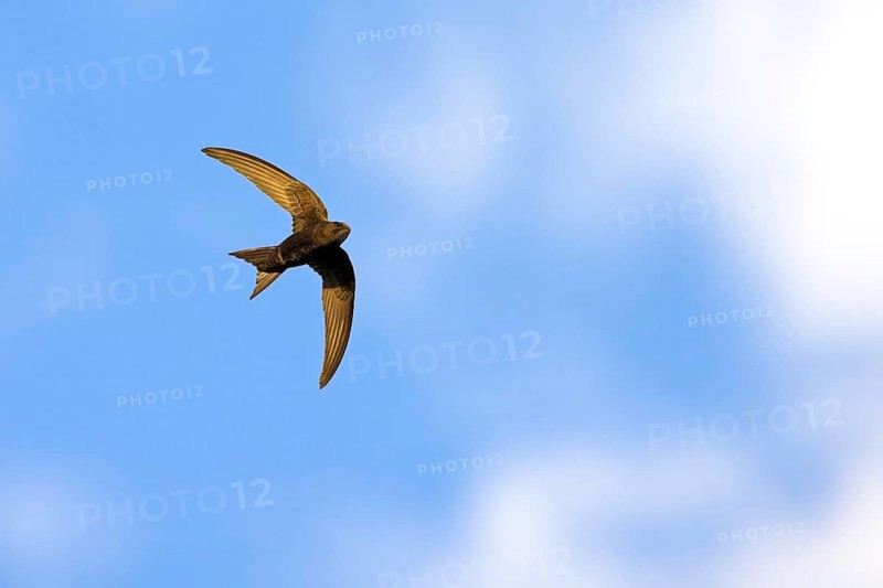 Common swift (Apus apus), family of swallows, Mannheim, Baden-Württemberg, Federal Republic of Germany