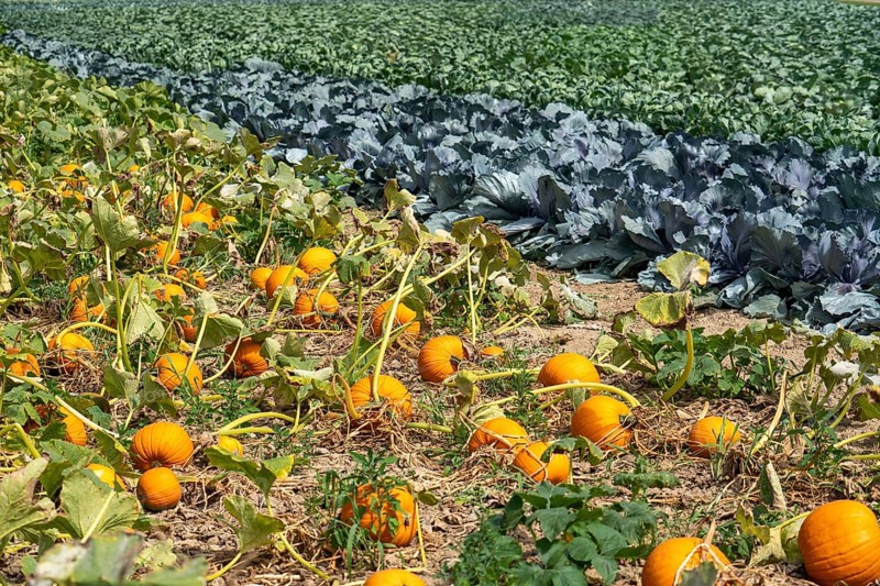 Vegetable cultivation, field with pumpkin, red cabbage and kohlrabi, near Krefeld, North Rhine-Westphalia, Germany, Europe