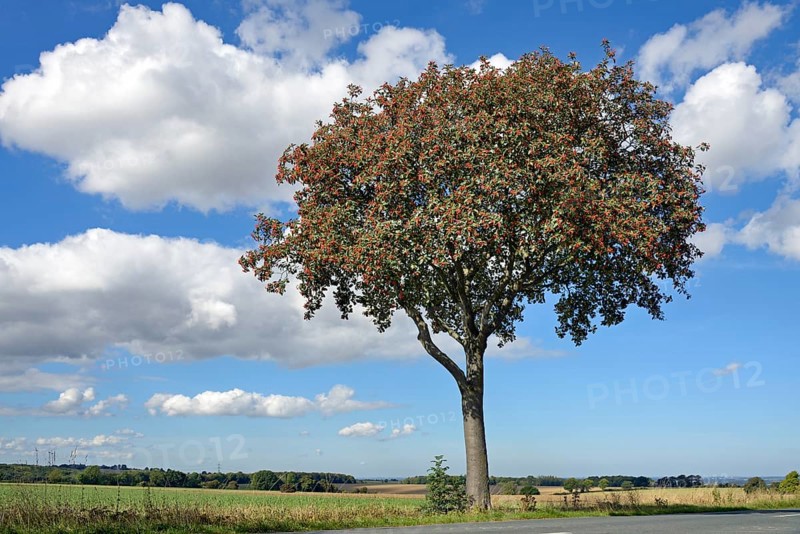 Deciduous tree, rowan (Sorbus aria) with fruit, solitary tree, blue cloudy sky, North Rhine-Westphalia, Germany, Europe
