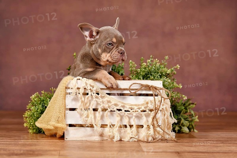 Isabella tan French Bulldog puppy in box with boho decor in front of brown background