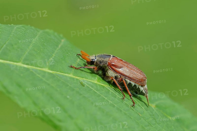 Northern cockchafer (Melolontha hippocastani), male, on a leaf of a horse chestnut (Aesculus hippocastanum), Wilnsdorf, North Rhine-Westphalia, Germany, Europe