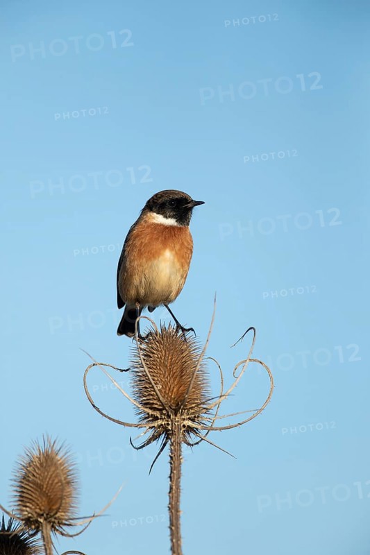 European stonechat (Saxicola rubicola) adult male bird on a Teasel seedhead, Lincolnshire, England, United Kingdom, Europe