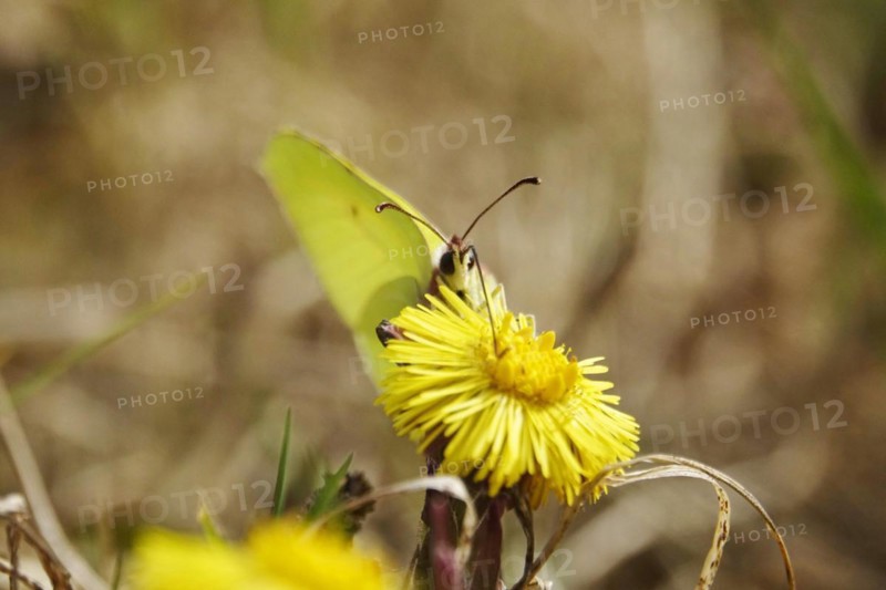 Lemon butterfly on coltsfoot, March, Germany, Europe